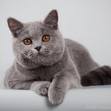 Схема вышивки «БОНЕЧКА10»