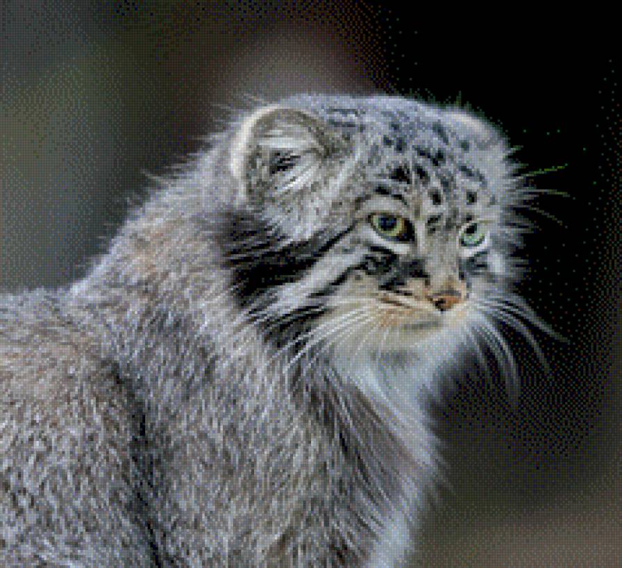 Манулиха....!!!.   фото П. Лобанский - кошачьи, животные - предпросмотр