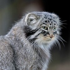 Схема вышивки «Манулиха....!!!.   фото П. Лобанский»