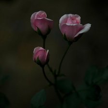 Схема вышивки «№1006911»