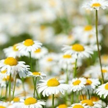 Схема вышивки «№1006935»