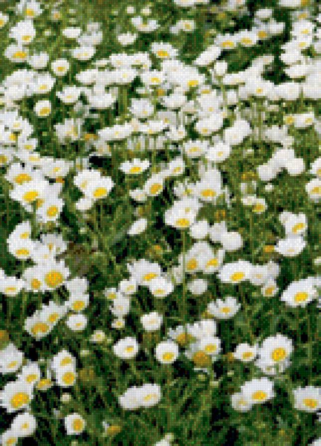 №1006992 - ромашки, цветы - предпросмотр