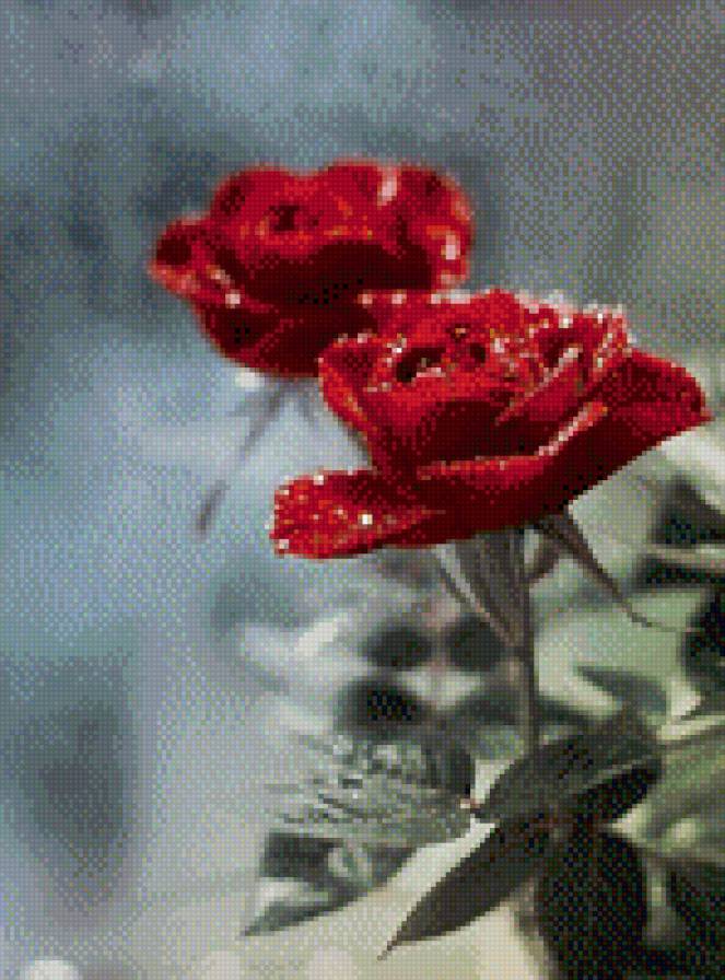 №1007019 - цветы, розы - предпросмотр