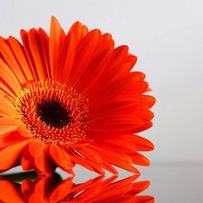 Схема вышивки «гербера»