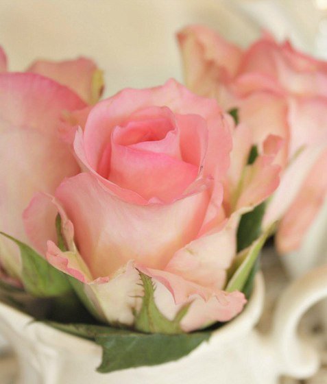 №1007152 - розы, цветы - оригинал