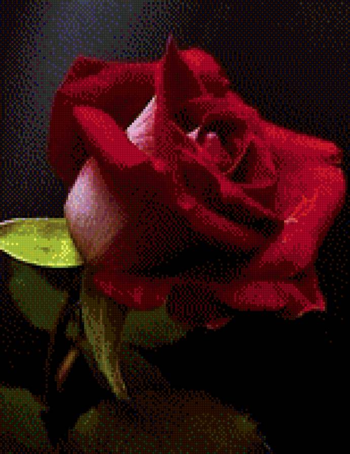 №1007162 - цветы, розы - предпросмотр