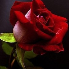 Схема вышивки «№1007162»