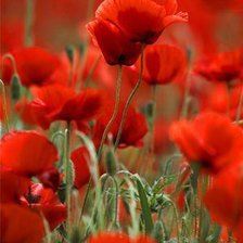 Схема вышивки «№1007177»