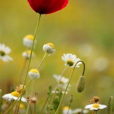 Схема вышивки «№1007181»