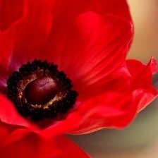 Схема вышивки «№1007183»