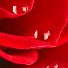 Схема вышивки «№1007261»