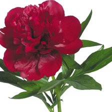 Схема вышивки «пионы»