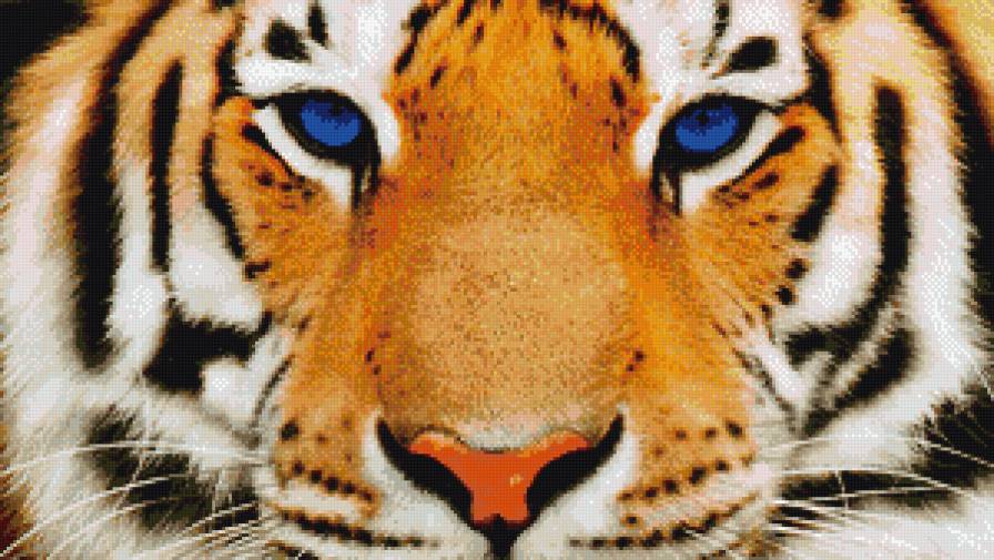 тигр - животные - предпросмотр