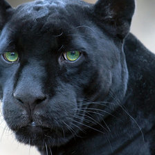 Схема вышивки «пантера»