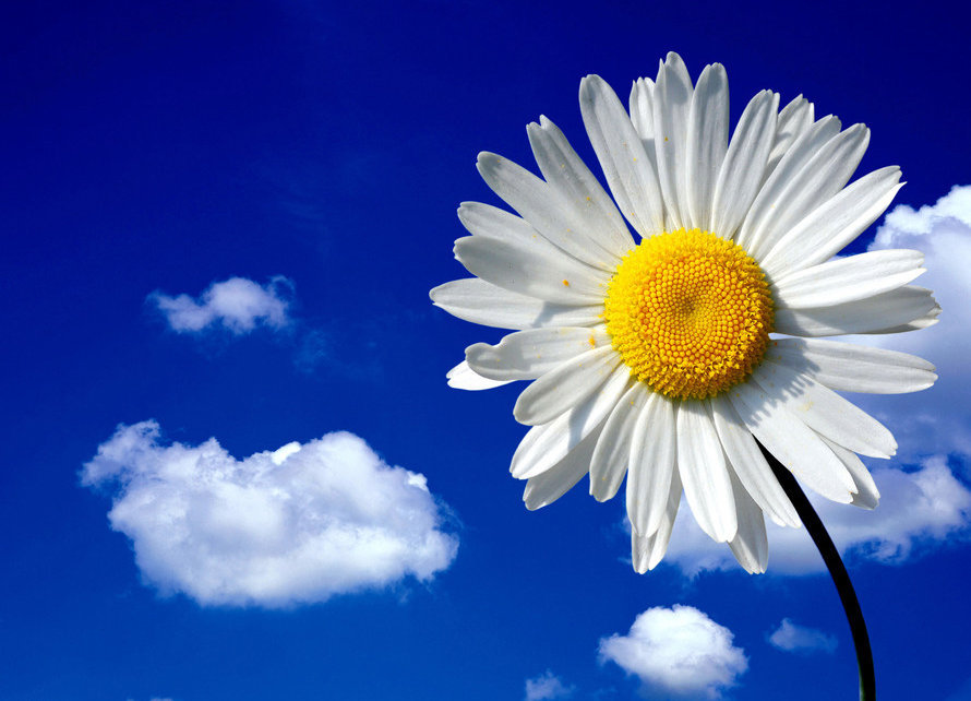 Ромашка - ромашка, цветы - оригинал