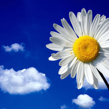 Схема вышивки «Ромашка»