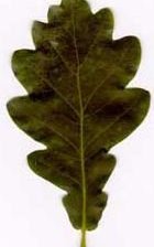 Схема вышивки «hoja de roble»