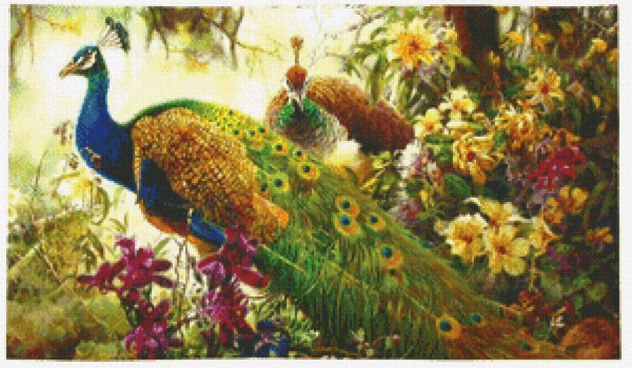 павлины - предпросмотр