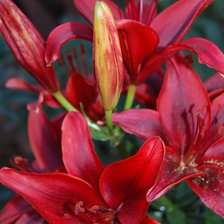 Схема вышивки «Лилии»