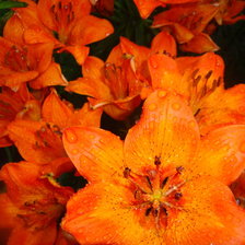 Схема вышивки «Лилии»