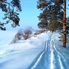 дорога среди сосен.