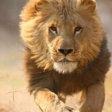 Схема вышивки «lion»