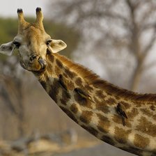 Схема вышивки «жирафа»