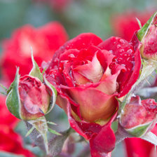 Схема вышивки «№ 137»