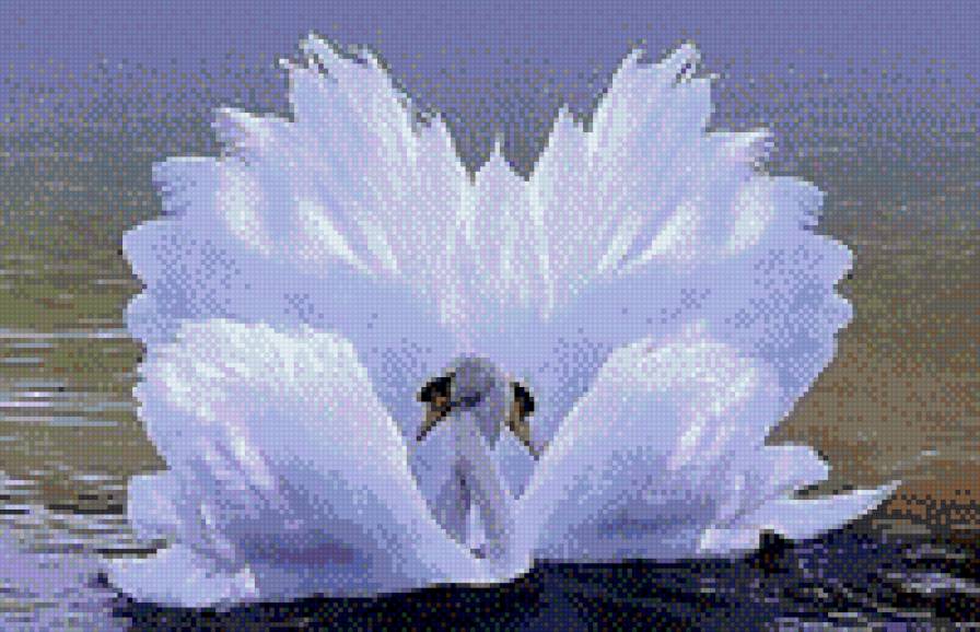 Лебединая верность - любовь - предпросмотр