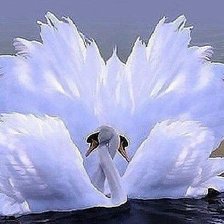 Лебединая верность