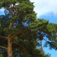 Схема вышивки «Сосна»