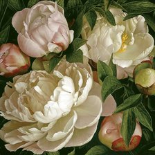 Схема вышивки «пионы»