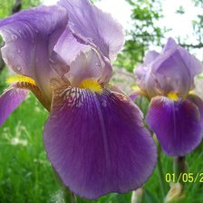 Схема вышивки «ирис»