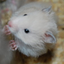 Схема вышивки «хомяк»