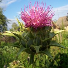 Схема вышивки «растение»