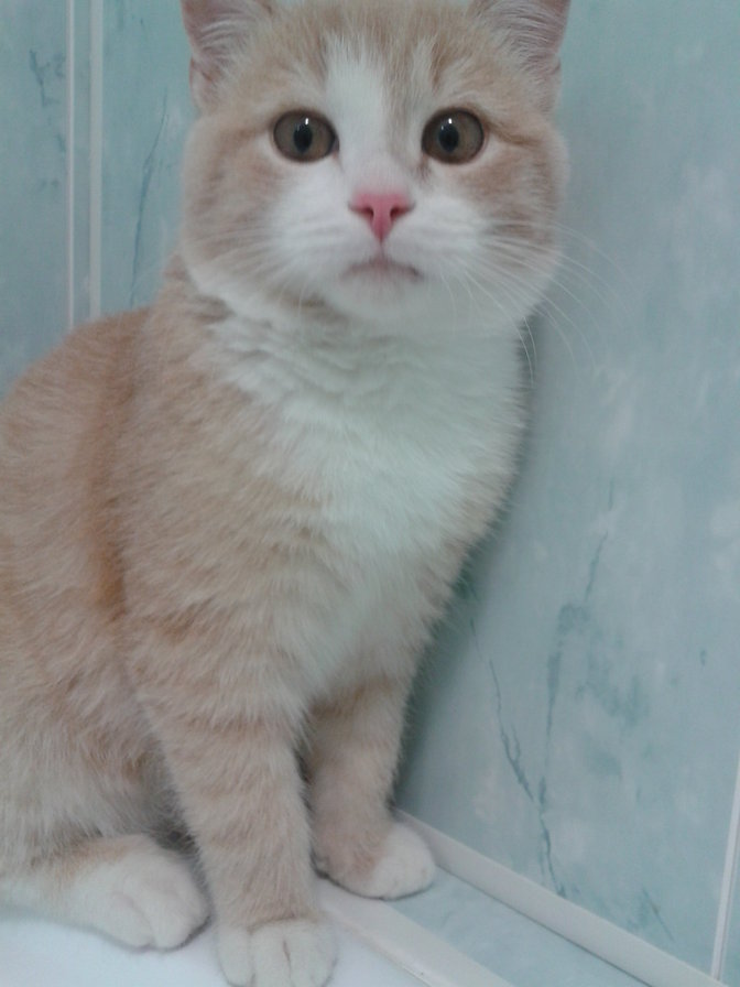 Макс - кот, животные - оригинал