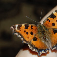 Схема вышивки «бабочка»