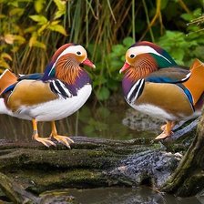 уточки мандаринки