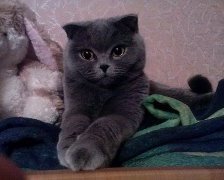 Схема вышивки «"Бриташечка!!"»