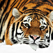 Схема вышивки «серия-животные»