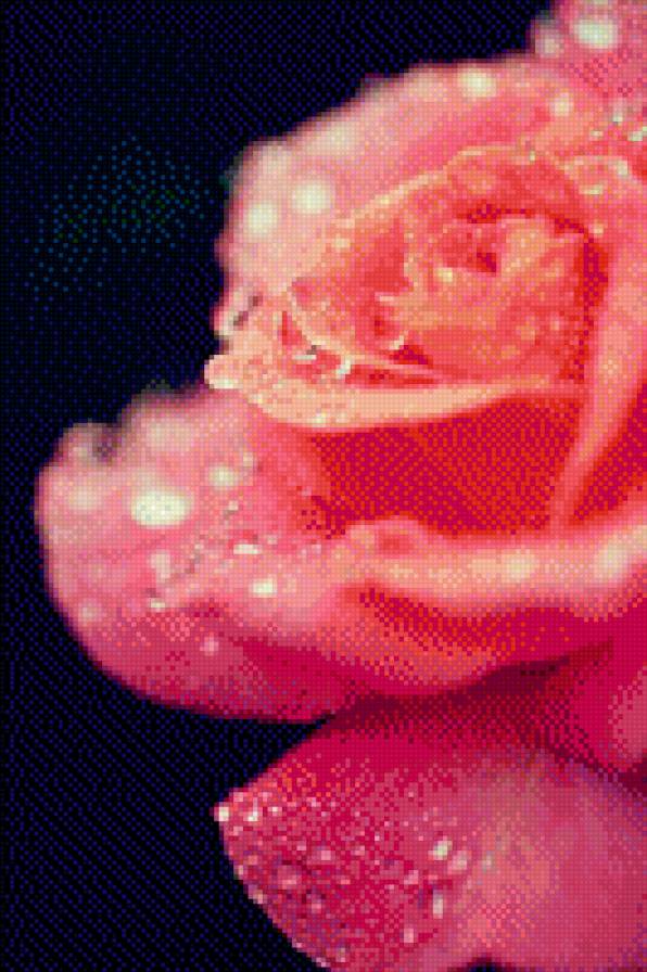 розовая роза - предпросмотр