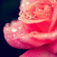 розовая роза