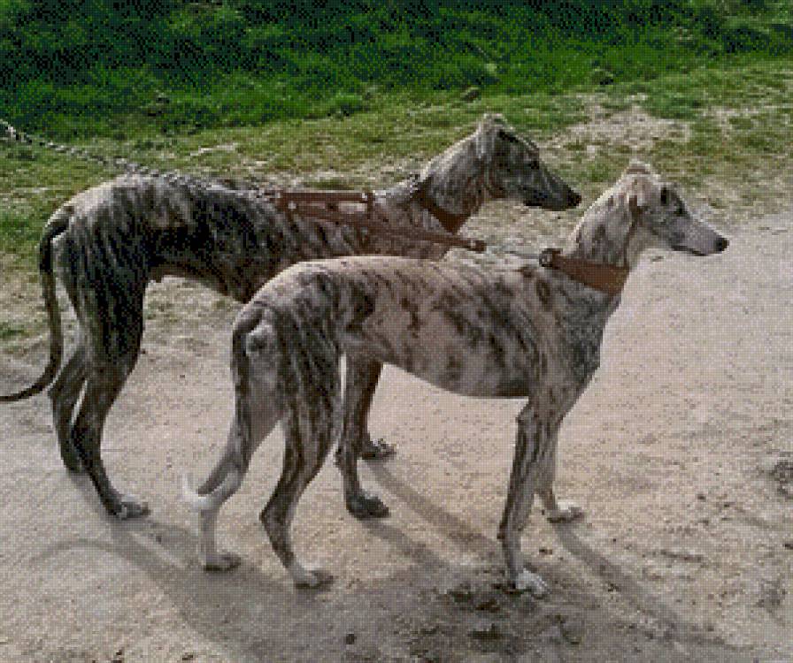 Pareja de perros - предпросмотр