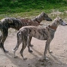 Схема вышивки «Pareja de perros»