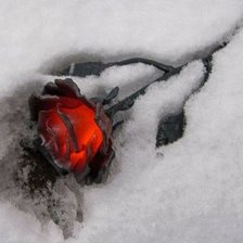 Схема вышивки «Кровавая роза»