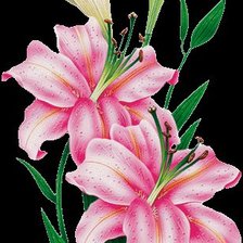 Схема вышивки «Розовые лилии»