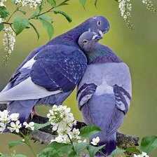 Схема вышивки «№1011621»