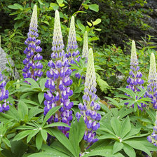 Схема вышивки «серия "цветы"»