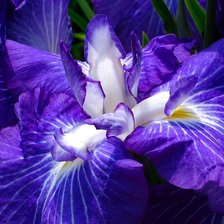 Схема вышивки «№1011747»