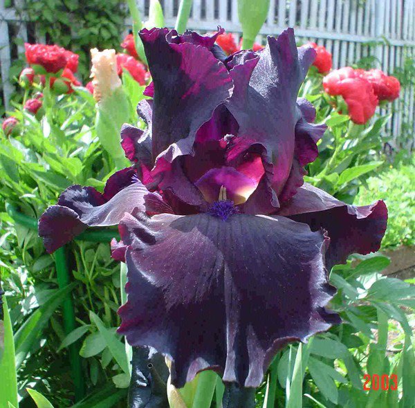 №1011750 - оригинал